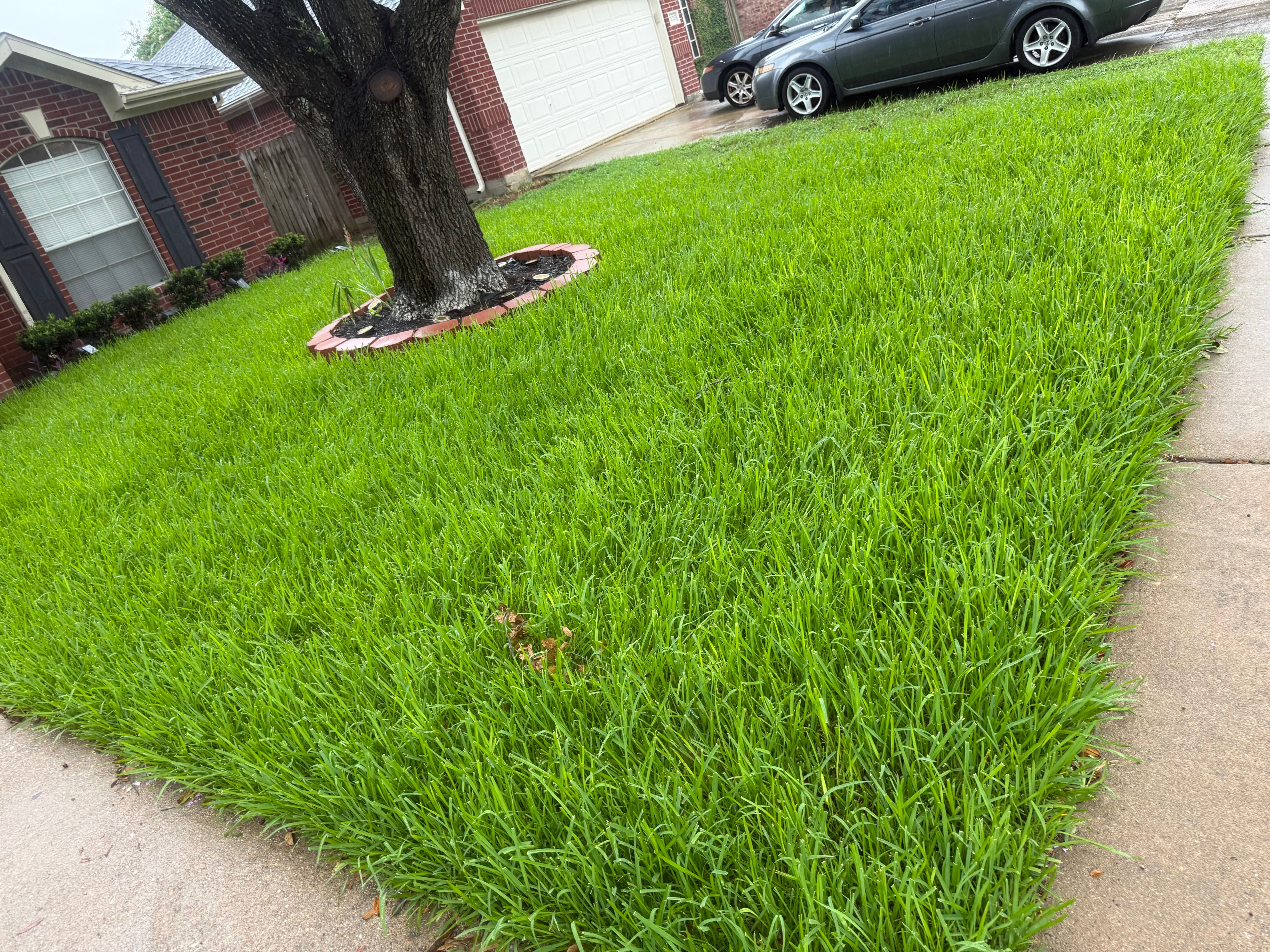     Lawn Restoration 